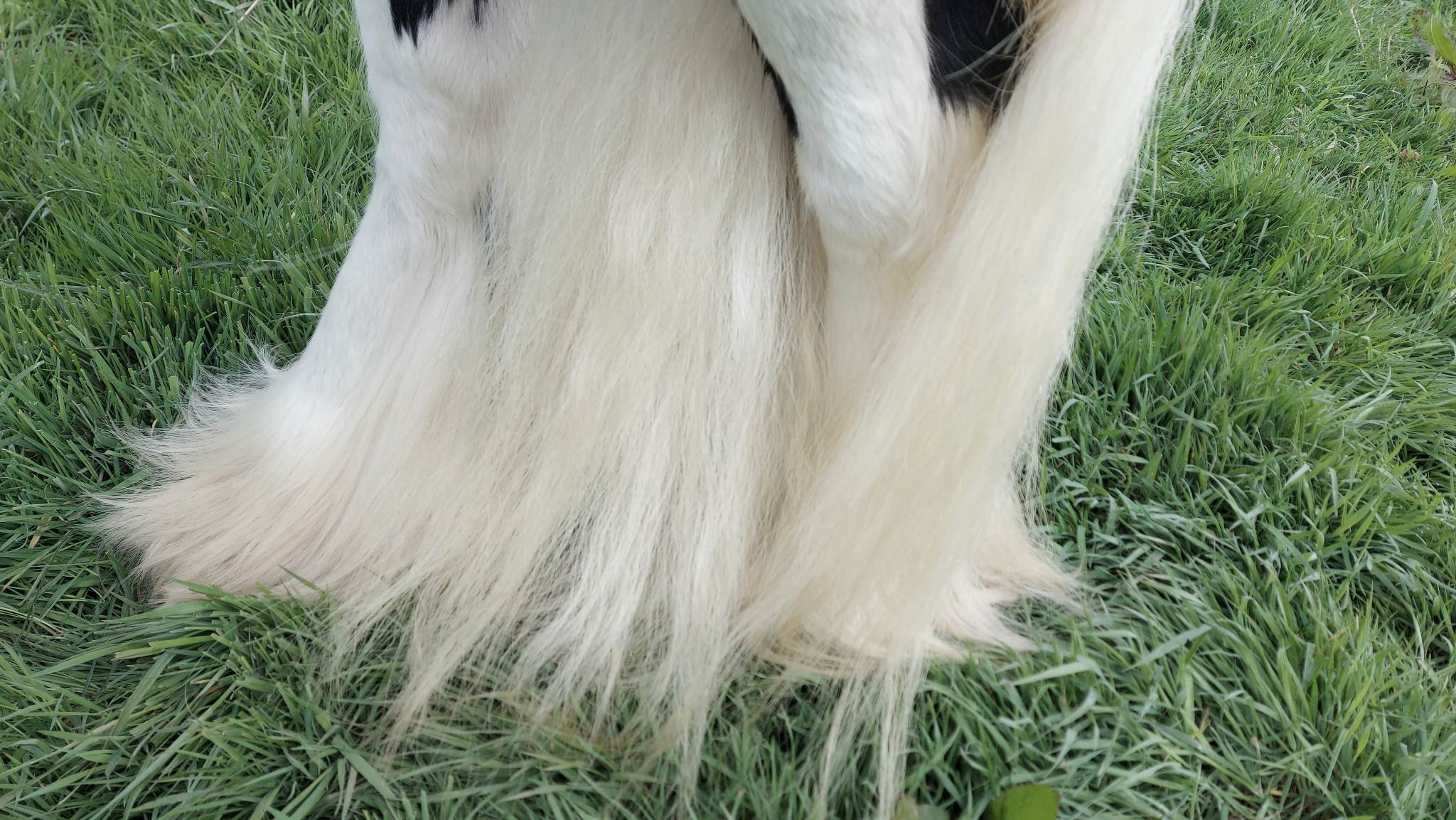 Mitey Feathers & Oatmeal Scrub Shampoo Bundle