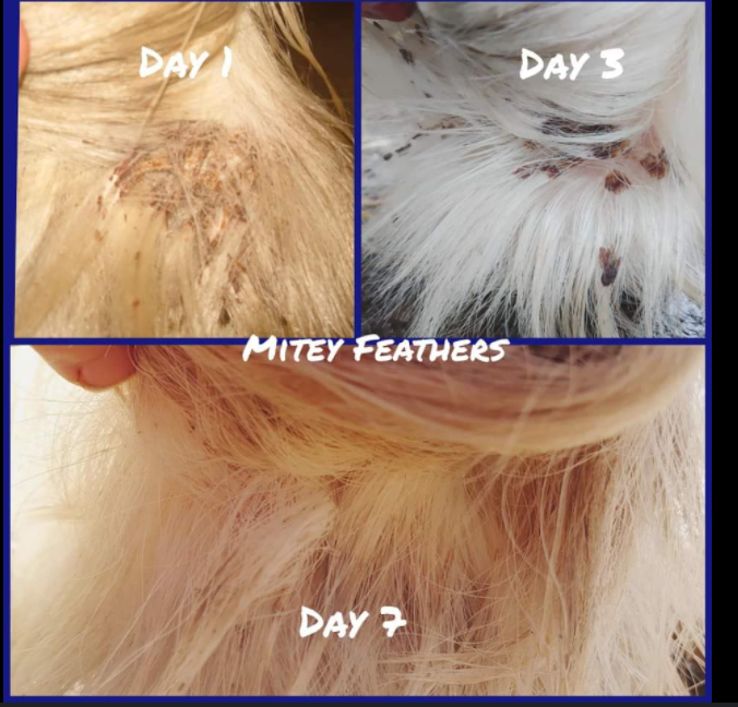 Mitey Feathers Spray & Shampoo Duo (4 options)